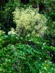 Aralia spinosa L.