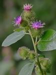 Arctium minus Bernh.