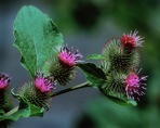 Arctium minus Bernh.
