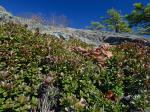 Arctostaphylos uva-ursi (L.) Spreng.