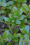 Arctostaphylos uva-ursi (L.) Spreng.