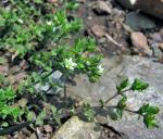 Arenaria serpyllifolia L.