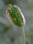 Arisaema dracontium (L.) Schott