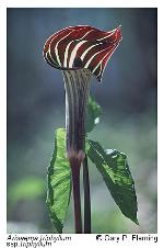 Arisaema triphyllum (L.) Schott ssp. triphyllum