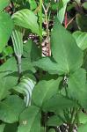 Arisaema triphyllum (L.) Schott ssp. stewardsonii (Britt.) Huttleston