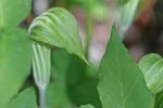 Arisaema triphyllum (L.) Schott ssp. stewardsonii (Britt.) Huttleston