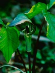 Arisaema triphyllum (L.) Schott ssp. triphyllum