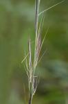 Aristida lanosa Muhl. ex Ell.