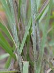Aristida lanosa Muhl. ex Ell.