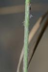 Aristida lanosa Muhl. ex Ell.