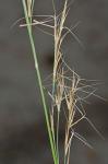 Aristida lanosa Muhl. ex Ell.