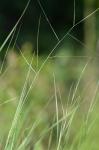 Aristida oligantha Michx.