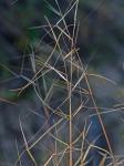 Aristida oligantha Michx.