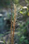 Aristida purpurascens Poir.