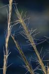 Aristida purpurascens Poir.