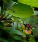 Isotrema macrophyllum (Lam.) C.F. Reed