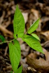 Endodeca serpentaria (L.) Raf.