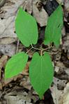 Endodeca serpentaria (L.) Raf.