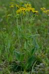 Arnica acaulis (Walt.) B.S.P.