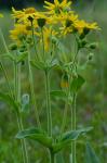 Arnica acaulis (Walt.) B.S.P.