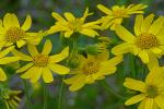 Arnica acaulis (Walt.) B.S.P.