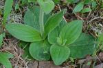 Arnica acaulis (Walt.) B.S.P.