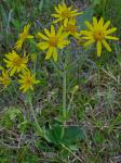 Arnica acaulis (Walt.) B.S.P.