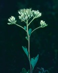 Arnoglossum atriplicifolium (L.) H.E. Robins.