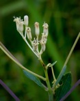 Arnoglossum atriplicifolium (L.) H.E. Robins.