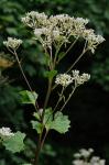 Arnoglossum reniforme (Hooker) H. Robinson