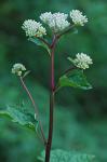 Arnoglossum reniforme (Hooker) H. Robinson