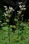 Arnoglossum reniforme (Hooker) H. Robinson