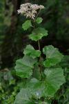 Arnoglossum reniforme (Hooker) H. Robinson