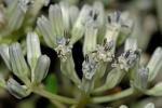 Arnoglossum reniforme (Hooker) H. Robinson