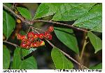 Aronia arbutifolia (L.) Pers.