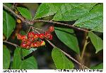 Aronia arbutifolia (L.) Pers.