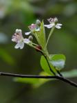 Aronia arbutifolia (L.) Pers.