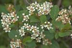 Aronia melanocarpa (Michx.) Elliott