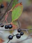 Aronia melanocarpa (Michx.) Elliott