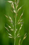 Arrhenatherum elatius (L.) J. & K. Presl var. elatius