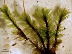 Arrhenopterum heterostichum Hedwig