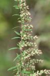 Artemisia vulgaris L. 