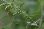 Artemisia vulgaris L. 