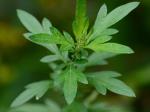 Artemisia vulgaris L. 