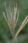 Arthraxon hispidus (Thunb.) Makino var. hispidus