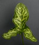 Arum italicum P. Miller