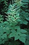 Aruncus dioicus (Walt.) Fernald var. dioicus