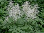 Aruncus dioicus (Walt.) Fernald var. dioicus