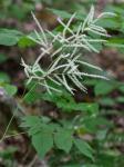 Aruncus dioicus (Walt.) Fernald var. dioicus