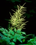 Aruncus dioicus (Walt.) Fernald var. dioicus
